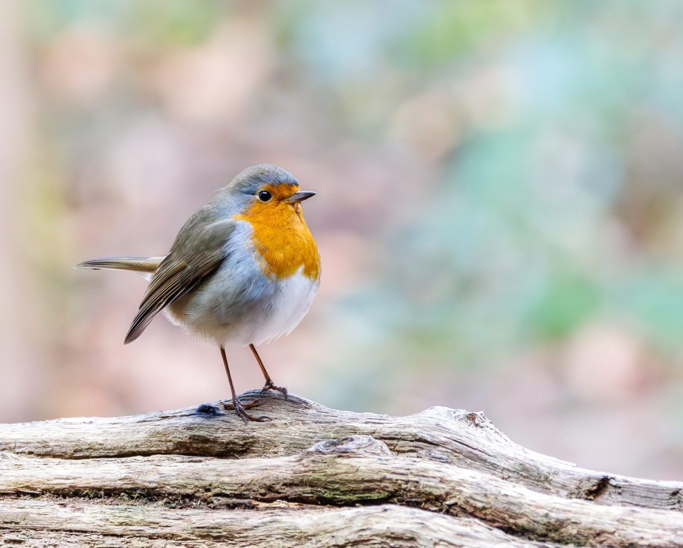 Rouge gorge